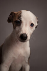 Whippet puppy portrait
