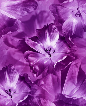 Tulips flowers.  Floral spring background.  Close-up. Nature.