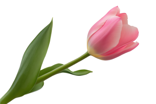 A single pink tulip with a green stem and leaf against a stark black background in a close up shot on transparent background - Powered by Adobe