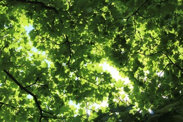 green forest in spring, green leaves background