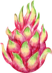 watercolor Dragonfruit
