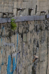 The barn swallow (Hirundo rustica) flying