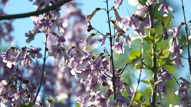 Jacaranda mimosifolia tree with beautiful purple flowers blooming in the sun, swaying in the wind