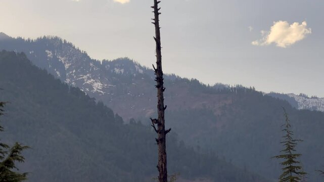 Deodar Footage and Forest Life, Exploring Jungles, Trees, Timber Craft, Carpenters, and the Vital Role of Green Gold in Our Ecosystem in Jammu and Kashmir