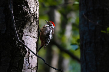 Middle Spotted Woodpecker - Leiopicus medius, beautiful rare woodpecker