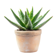 Potted aloe vera plant with vibrant green leaves and subtle speckles, in a terracotta pot