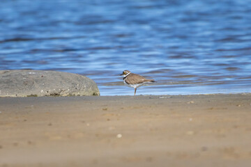 Little Ringed Plover - Charadrius dubius, outdoor