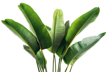 Close-up of vibrant green bird of paradise plant leaves against a black background, showcasing their elongated, elegant shape and prominent veins