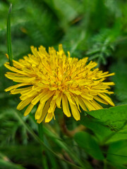 Bright Yellow Dandelion Blossom