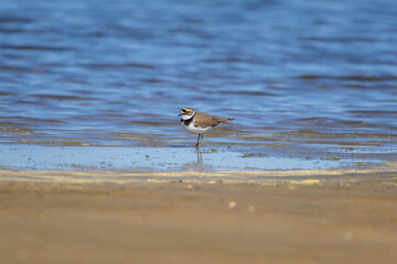 Little Ringed Plover - Charadrius dubius, outdoor