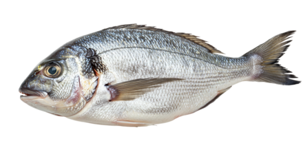 A glistening Gilthead seabream freshly caught rests gracefully a testament to the ocean s on transparent background