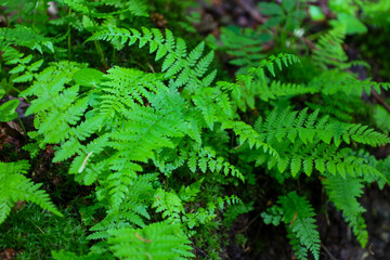 Vivid green fern fronds form a lush carpet on the forest floor. This fresh natural growth...