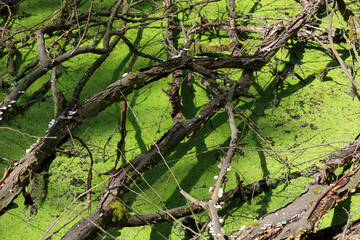 Tangled tree branches form an intricate pattern over a vibrant green water surface covered in...