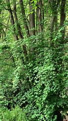 Trees and leaves closeup backdrop