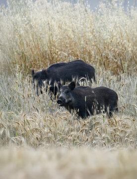 Two wild boars standing in a mature wheat field during early morning light. The animals are partially hidden among the tall golden stalks. Crop damage and wildlife intrusion concept.