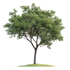 Lush, full-leaved tree isolated on black background