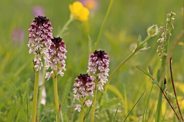 Brand-Knabenkraut (Neotinea ustulata)
