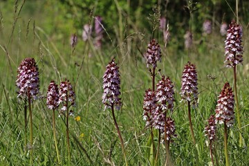 Steppenrasen mit Purpur-Knabenkraut (Orchis purpurea).
