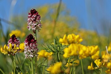 Brand-Knabenkraut (Neotinea ustulata)