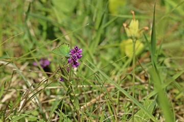 Grüner Zipfelfalter (Callophrys rubi) auf Kreuzblümchen