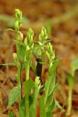 Weißes Waldvöglein (Cephalanthera damasonium) mit Nacktschnecke