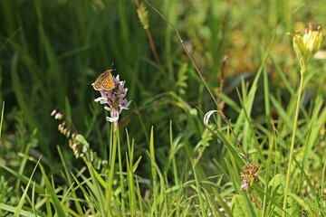 Ehrenpreis-Scheckenfalter (Melitaea aurelia) auf Dreizähnigem Knabenkraut (Neotinea tridentata)
