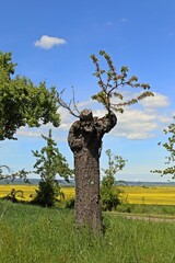 Alter Kirschbaum mit nur einem grünen Ast