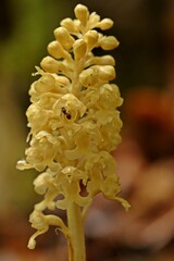 Vogel-Nestwurz (Neottia nidus-avis).mit Ameise