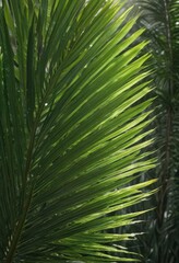 Deep green palm leaf, sunlight highlights texture , background, photography