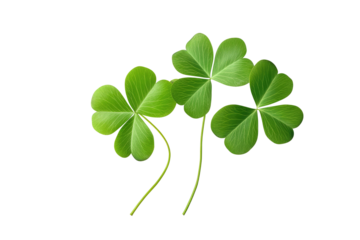 A close up of three green shamrocks with stems against a solid black background in a studio shot view on transparent background