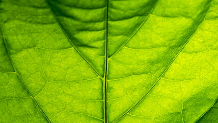 Cell Structure View of Leaf Surface Showing Plant Cells For Education. Leaf in Macro Shot Background. Bright Green Leaves of Plant or Tree With Texture and Pattern Close Up