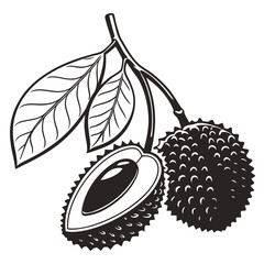 silhouette lychee on white background