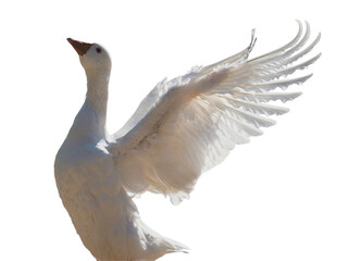 Snow Goose Bird Png