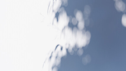 shadow overlay wall texture sunlight leaf shade abstract 3d render.