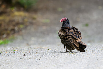 Wild turkey vulture standing on gravel road with feathers puffed out