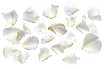 Scattered white rose petals on a black background creating a delicate and elegant composition visual