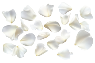 Scattered white rose petals on a black background creating a delicate and elegant composition visual