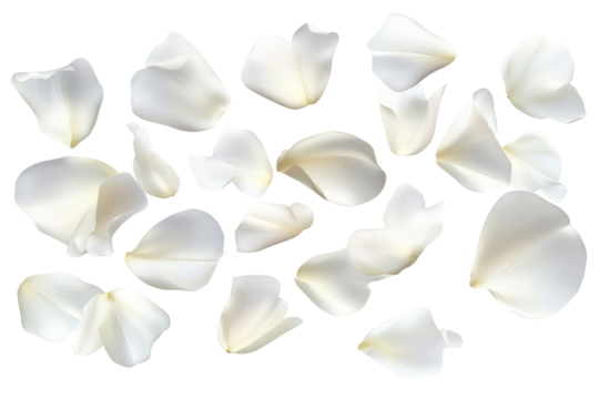 Scattered white rose petals on a black background creating a delicate and elegant composition visual