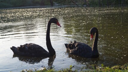 Two Black Swans Swimming Together on a Lake in Natural Setting