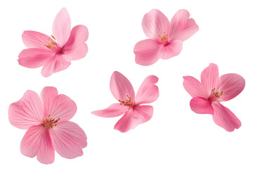 Isolated arrangement of five pink flowers with visible stamens on a transparent background design element