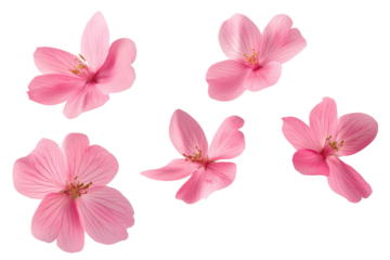 Isolated arrangement of five pink flowers with visible stamens on a transparent background design element