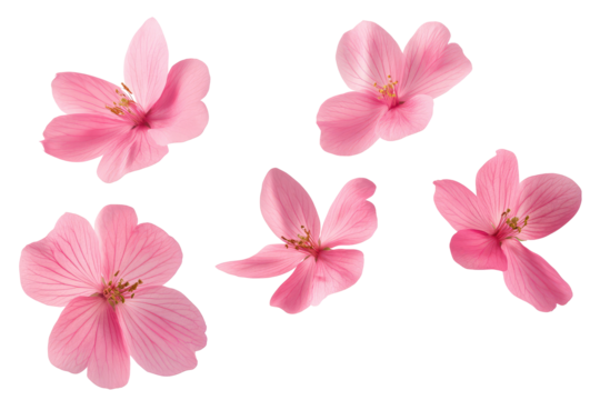 Isolated arrangement of five pink flowers with visible stamens on a transparent background design element