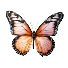 A detailed close up of a butterfly with orange and pink wings against a black background in studio shot