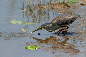 Green-backed Heron or Striated Heron (Butorides striata) fishing in Kruger National Park, South Africa