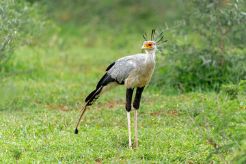 Secretary Bird (Sagittarius serpentarius) walking and hunting on the green plains in a Game Reserve...