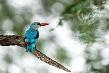 Woodland Kingfisher (Halcyon senegalensis) hunting  in the Kruger National Park in South Africa