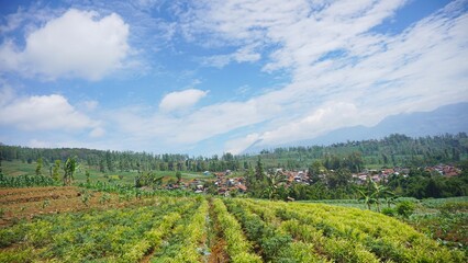 Fototapeta premium beautiful natural scenery of mountains, natural panorama of hills, with forests of tall green trees and green slopes under the bright blue sky during the day
