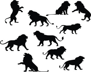 Silhouette king lion roaring