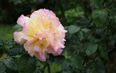Prächtige Rose mit Regentropfen