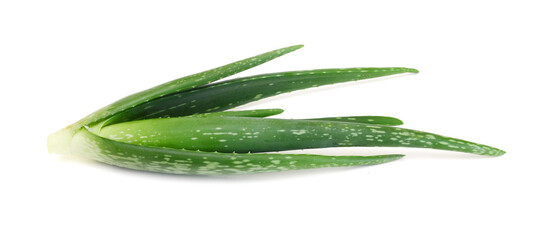 An aged of aloe tree on white background